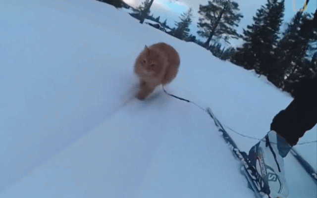 20161222101640000000_1_111162_84.gif