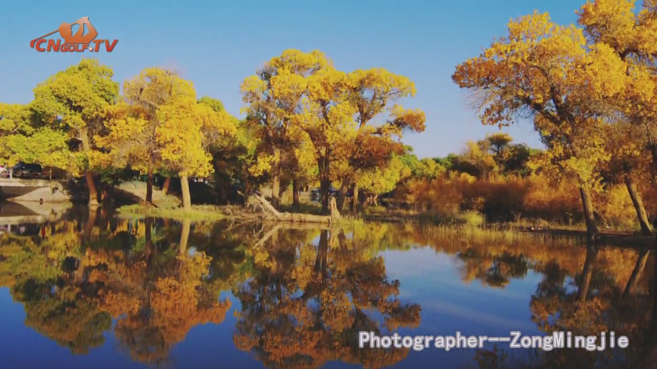������ţ�Diversifolious poplar [04-12]